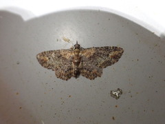 Pasiphilodes testulata