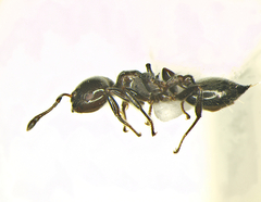 Crematogaster stollii