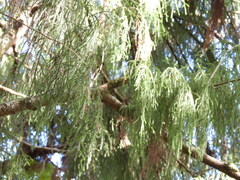 Dacrydium cupressinum