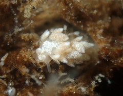 Trinchesia albocrusta