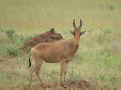 Alcelaphus buselaphus lelwel