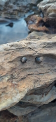 Littorina subrotundata