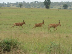 Alcelaphus buselaphus lelwel