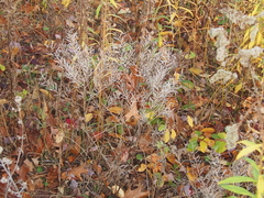 Barbarea vulgaris