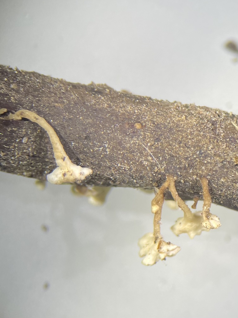 Hymenoscyphus sp. 'IN04'