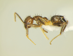 Nylanderia steinheili