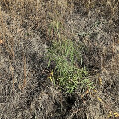 Sisymbrium altissimum