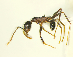 Pheidole fiorii