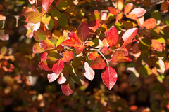 Vaccinium arboreum