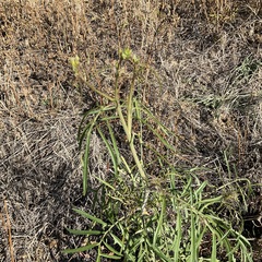 Sisymbrium altissimum