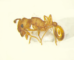 Wasmannia auropunctata