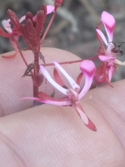 Lopezia racemosa