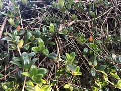 Nematanthus gregarius