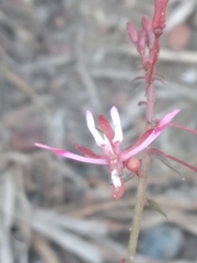 Lopezia racemosa