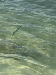 Tylosurus crocodilus