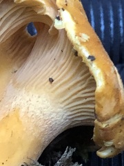 Cantharellus subalbidus