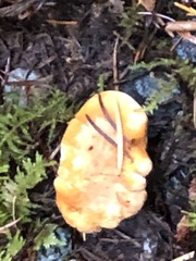 Cantharellus subalbidus