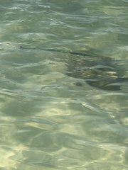 Tylosurus crocodilus