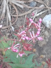 Lopezia racemosa