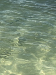 Tylosurus crocodilus