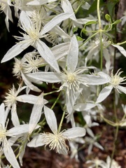 Clematis pubescens