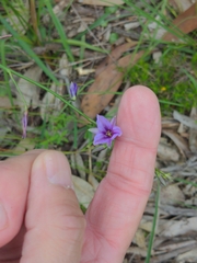Arthropodium strictum