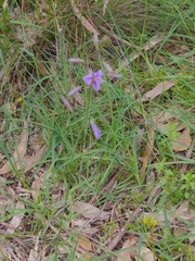 Arthropodium strictum