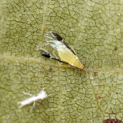 Monellia caryella