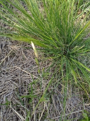 Bromus catharticus