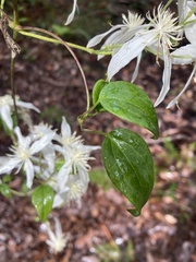 Clematis pubescens