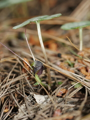 Corybas trilobus aggregate