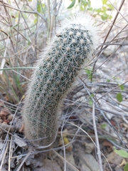 Echinocereus sciurus