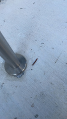 Trigoniulus corallinus