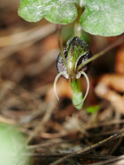 Corybas trilobus aggregate