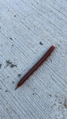 Trigoniulus corallinus