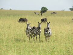 Equus quagga borensis