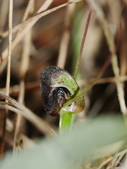 Corybas trilobus aggregate