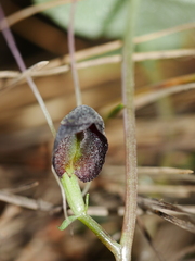 Corybas trilobus aggregate