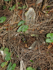 Corybas trilobus aggregate