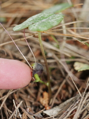 Corybas trilobus aggregate
