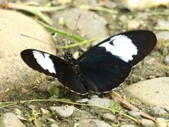 Heliconius cydno