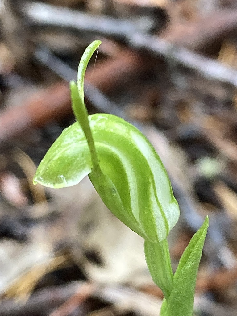 Pterostylis glebosa