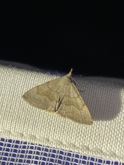 Pechipogo strigilata