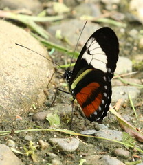 Heliconius cydno