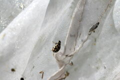 Tytthaspis sedecimpunctata