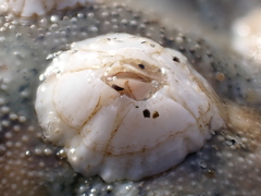 Balanus crenatus