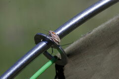 Horistus orientalis