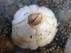 Balanus crenatus