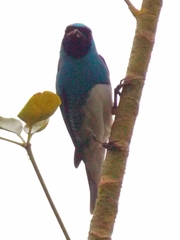 Tersina viridis
