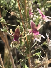 Schizanthus parvulus